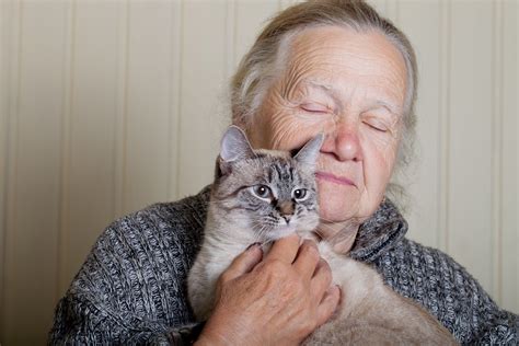 Senior cats provide companionship. . Adopting a senior cat